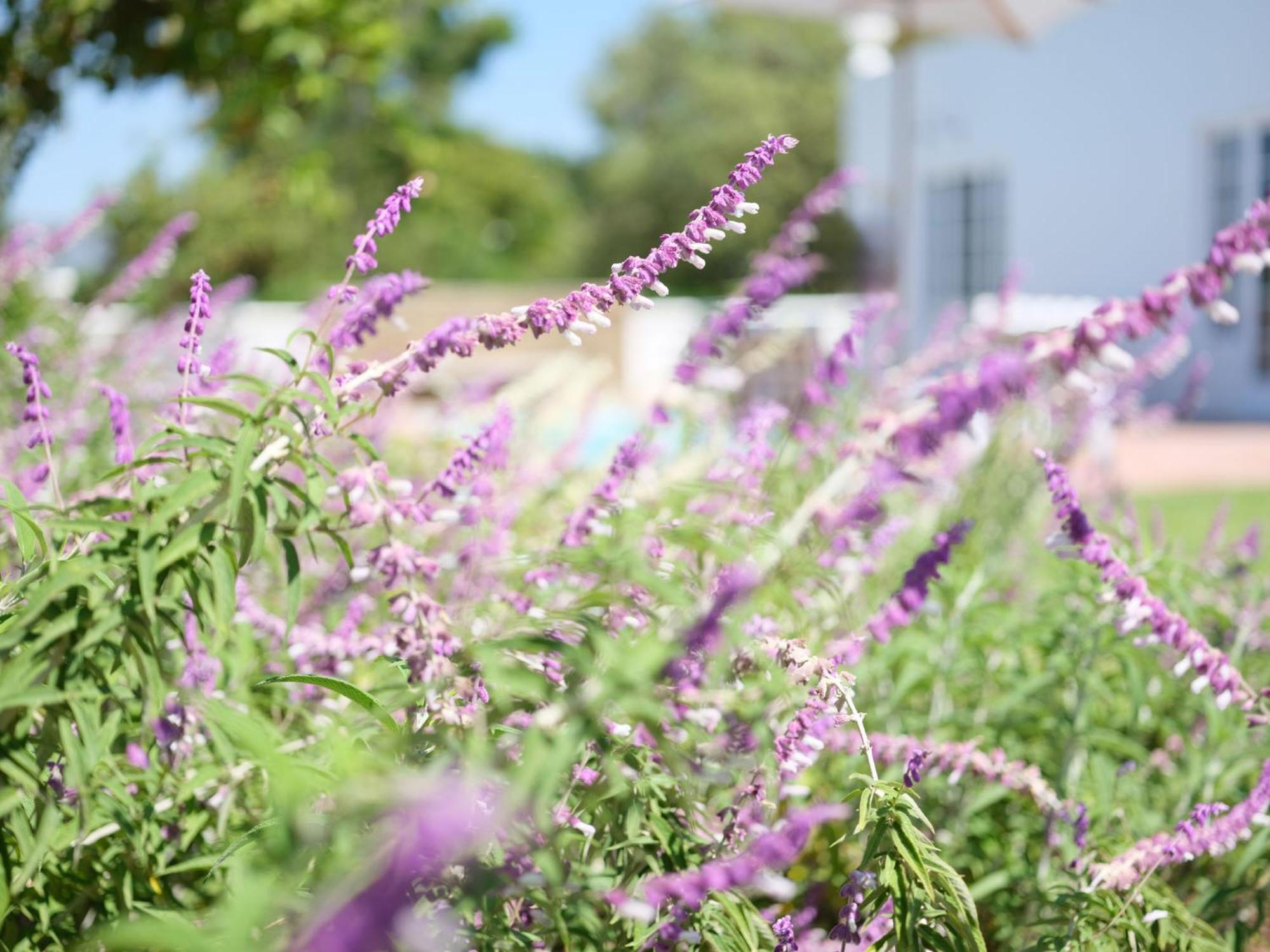 Adara Palmiet Valley Luxurious Boutique Farm Hotel Paarl Esterno foto